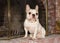 Portrait of a french bulldog sitting in front of a brick fire place