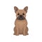 Portrait of French Bulldog. Small breed of domestic dog with wrinkled muzzle and short brown coat. Detailed flat vector