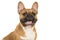 Portrait of a french bulldog smiling with mouth open isolated on