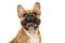 Portrait of a french bulldog smiling with mouth open looking up