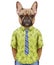 Portrait of French Bulldog in a summer shirt with tie.