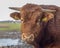 Portrait of a French Limousin bull, light pink nose, horns and yellow ear tags, front view.