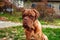 Portrait French mastiff dog looking at camera outdoors.