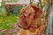 Portrait French mastiff dog looking at camera outdoors.