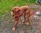 Portrait French mastiff dog looking at camera outdoors.