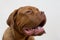 Portrait of french mastiff puppy close up. Bordeaux mastiff or bordeauxdog. Five month old