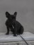 Portrait frenchbulldog