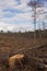 Portrait of freshly harvested pine forest