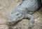 Portrait of a freshwater crocodile