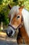 A portrait of a friendly light-brown horse in an enclosure near a farm in the light of September sun, Eerde Estate