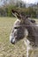 Portrait of friendly Mediterranean donkey pointing his big ears, springtime