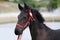 Portrait of a friesian foal outdoors