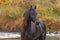 Portrait of a friesian horse