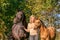 Portrait in front of a blond smiling girl with her horse and foal in the forest. Wearing casual cloths, trees in background