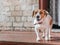 Portrait of front of cute small dog jack russel terrier standing outside on wooden porch of old brick house next to open