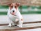 Portrait of front of cute small white and brown dog jack russel terrier sitting on wooden park bench and and looking into camera a