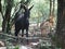 Portrait front view of Donkeys in a beautiful forest