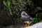 Portrait of a fuegian steamer duck near a waterfall