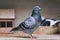 portrait full body of homing pigeon standing in home loft