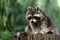 Portrait full body of lotor common raccoon on the tree trunk