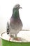 Portrait full body of male homing pigeon standing in home loft