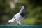 Portrait full body of male homing pigeon standing outdoor