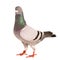 Portrait full body of male speed racing pigeon bird isolate white background