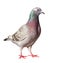 Portrait full body of speed racing homing pigeon isolated white