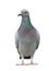 portrait full body of speed racing pigeon bird isolate white background