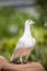 Portrait full body of white feather pigeon bird standing on home