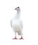 Portrait full body of white feather speed racing pigeon isolate