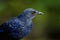 Portrait of Full frame of Blue whistling-Thrush