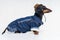 Portrait in full growth dachshund dog, black and tan, wearing western Cowboy hat and jeans costume, isolated on gray background. F