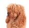 Portrait of fully coated poodle