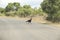 Portrait of a fully grown African southern ground hornbill, Kruger, South Africa