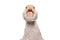 Portrait of a funny adorable goose