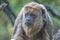 Portrait of funny adult male Brazilian Amazonian Capuchin monkey hiding in a liana tree