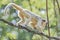 Portrait of funny adult male Brazilian Amazonian Capuchin monkey hiding in a liana tree