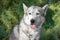 Portrait of funny Alaskan Malamute showing tongue on background of blurry trees.