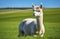 A portrait of funny Alpaca animal grazing on green field on blue sky