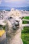 Portrait of a funny alpaca, South American camelid mammal