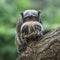 Portrait of funny bearded emperor tamarin monkey from Brazil jun