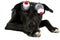PORTRAIT OF A FUNNY BLACK DOG WEARING ZOMBIE BLOODSHOT EYES GLASSES FOR A HALLOWEEN PARTY. ISOLATED AGAINST WHITE BACKGROUND
