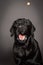 Portrait of Funny black Labrador catch food