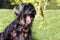 PORTRAIT FUNNY BLACK SHEEPDOG STICKING TONGUE OUT ON SUMMER HEAT