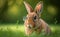 Portrait of a funny brown rabbit wearing glasses, blurred green grass background, copy space, generative AI