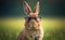 Portrait of a funny brown rabbit wearing sun glasses, blurred green grass background, generative AI