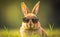 Portrait of a funny brown rabbit wearing sunglasses, blurred green grass background, generative AI