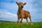 Portrait of a funny calf under the blue sky, close-up, selective focus