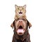 Portrait of funny cat Scottish Straight on a head Labrador